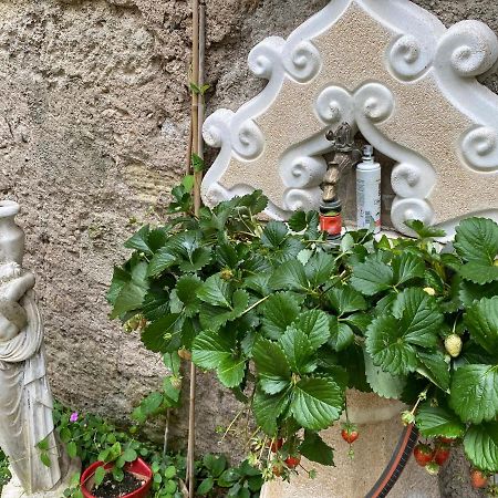 Villa Rosa Béziers Dış mekan fotoğraf